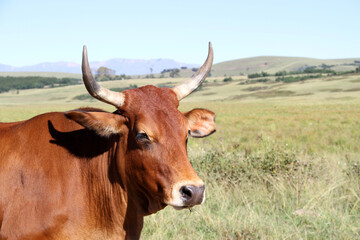 Fine-art, color landscape photo of cows on a dirt- road in QwaQwa, Eastern Free-State. Green and peaceful. Wall-Art,