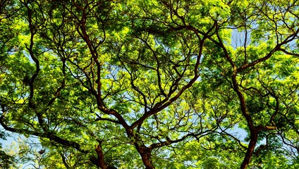 green leaves background