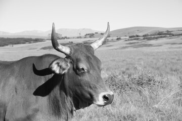 Fine-art, color landscape photo of cows on a dirt- road in QwaQwa, Eastern Free-State. Green and peaceful. Wall-Art,