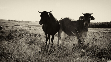 Fine-art, black and white landscape photo of cows on a dirt- road in QwaQwa, Eastern Free-State. Green and peaceful. Wall-Art,