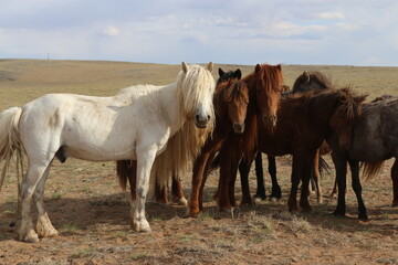 Pferde in der Freiheit, Mongolei