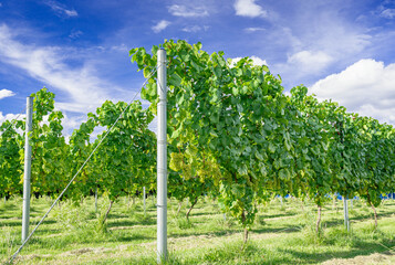 ぶどう畑　ワイン用