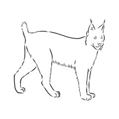 Hand drawn sketch style portrait of lynx isolated on white background. Vector illustration. lynx vector sketch illustration