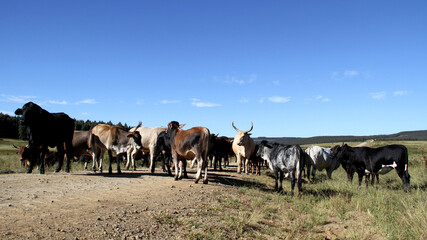 Naklejka na ściany i meble Colored landscape photo of a Tuli bull with long horns, other cattle near QwaQwa, Eastern Free State, SouthAfrica. Blue sky. Wall-Art