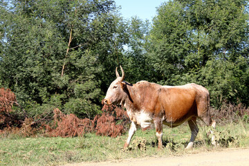 Obraz premium Landscape photo of a Nguni bull strolling along a dirt road near QwaQwa, Eastern Free State, South Africa. Blue sky. Nguni, long horns. Wall-Art