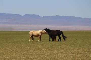 Pferde in der Freiheit, Mongolei