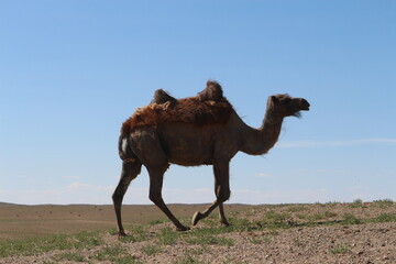 Kamelherde mit Jungtier in Gobi Wüste, Mongolei