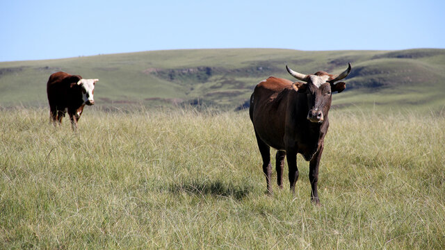 Colored landscape photo of a Tuli cow with long horns strolling over a hill near QwaQwa, Eastern Free State, SouthAfrica. Blue sky. Wall-Art