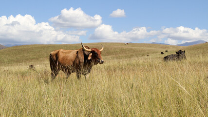 Color landscape photo of a Afrikaner bull gracing in a green field. Blue sky and white clouds. The...