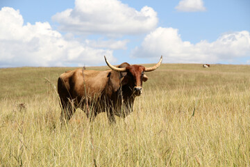 Color landscape photo of a Afrikaner bull gracing in a green field of KwaZulu-Natal. Blue sky and...
