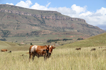 Colored landscape photo of a Tuli bull with long horns strolling over a hill near QwaQwa, Eastern Free State, SouthAfrica. Blue sky. Wall-Art