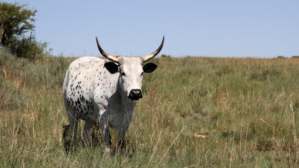 Color landscape photo of Nguni cow with long horns, Dome-area,  Potchefstroom, SouthAfrica.  Winter-time