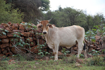 Colored landscape photo of Brahman bull Ventersdorp-area, Northwest, South Africa.