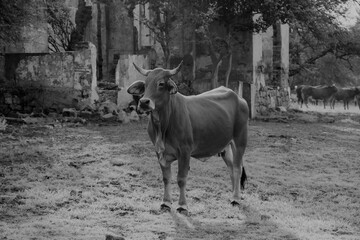 Black and white landscape photo of a Brahman cow in front of a ruin.  Northwest, South Africa.