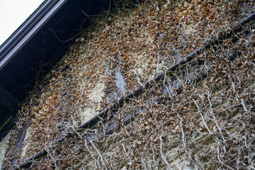 A Cobblestone Wall Covered in Dead Ivy