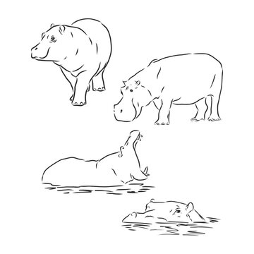black and white linear paint draw Hippo vector illustration. Hippo vector sketch illustration