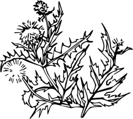 vector black and white graphics of a bouquet of medicinal herbs and flowers