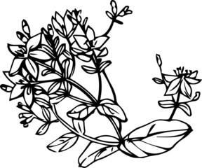 vector black and white graphics of a bouquet of medicinal herbs and flowers