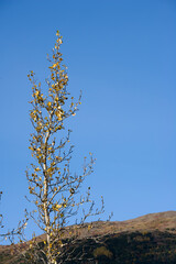Fall Foliage, Denali National Park, Alaska