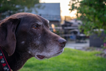 A Chocolate Labrador Dog Looking Off in the Distance in a Suburban Backyard