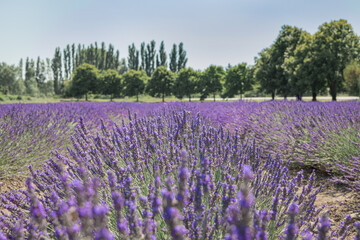 Provence Drome Grignan lavender field and trees horizontal