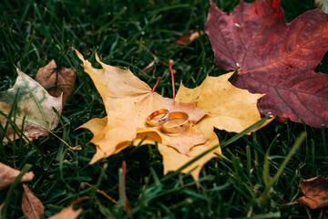Wedding rings on autumn golden leaf