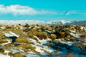 Winter landscape in Iceland. A field of solidified lava covered with moss is covered with snow.