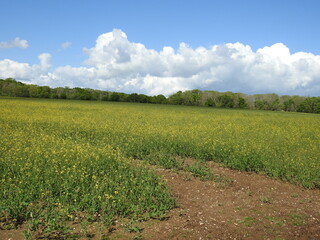 Fototapeta na wymiar Yellow-green crops in the field and trees