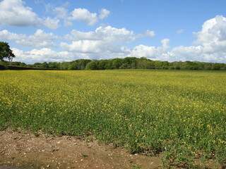Yellow-green crops in the field and trees