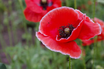 Fototapeta premium red poppy in the field