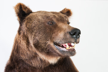 brown bear isolated on white background