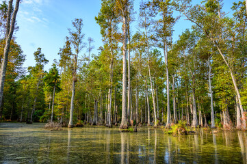 Bald cypress swamp with marsh water