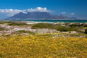 Papier Peint photo autocollant Montagne de la Table Cape Town tourist destination table mountain south africa with colorful flowering spring flowers scenic panoramic view from blouberg of famous landmark