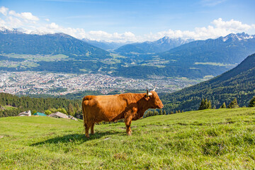 Fototapeta na wymiar Hochlandrinder auf einer Alm in Tirol