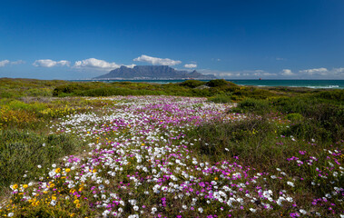 Cape Town tourist destination table mountain south africa with colorful flowering spring flowers scenic panoramic view from blouberg of famous landmark
