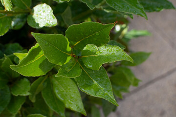 Hojas de laurel con gotas de agua