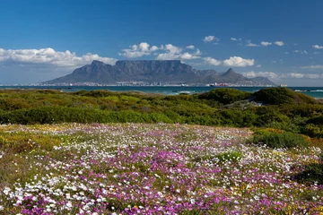 Photo sur Plexiglas Montagne de la Table Cape Town tourist destination table mountain south africa with colorful flowering spring flowers scenic panoramic view from blouberg of famous landmark