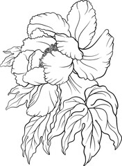 Hand drawn vector of peony flower isolated on white background for coloring page. Black and white  stock illustration of plant for coloring book.