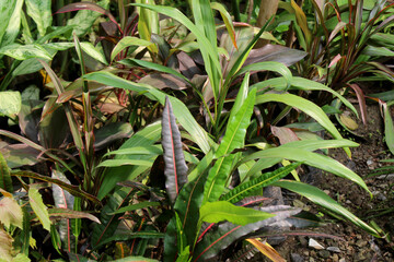 decorative plant natural nursery background