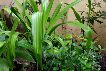 Obraz premium decorative plant natural nursery background