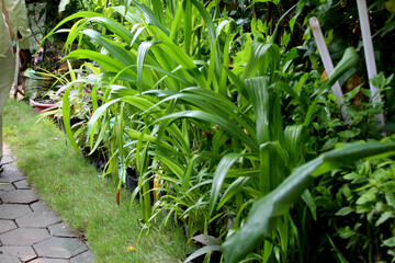 decorative plant natural nursery background