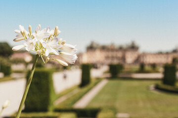 flowers in the garden