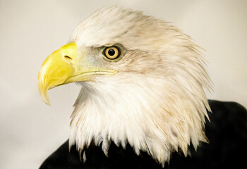 Portrait up close of an American bald eagle