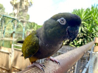 parrot on a branch