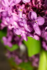 Beautiful lilac bouquet on a black background. banner. place for text. copy space.