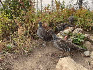 Ptarmigan in the grass along the paths around Waterton Lake