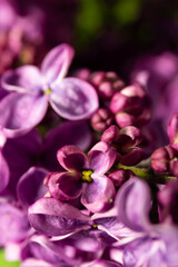 Beautiful flowers. lilac bouquet on a black background. banner. place for text. copy space.