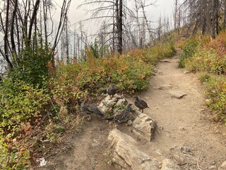 Ptarmigans on the path in Waterton Lakes National Park in Alberta