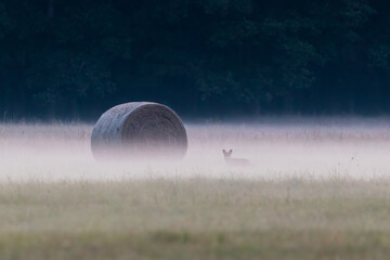 Bale baloty siana i słomy na łące we mgle z lisem - obrazy, fototapety, plakaty