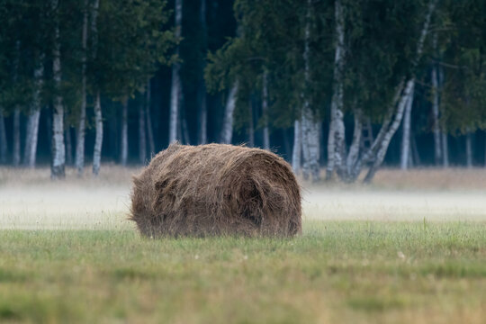 Bale balot siana i słomy na łące we mgle